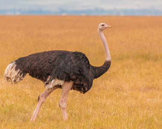 Male Ostrich