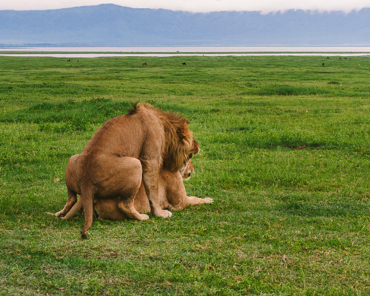 Ngorongoro Crater