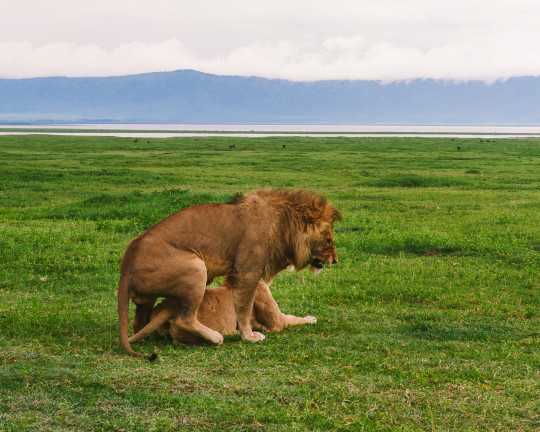 Ngorongoro Crater