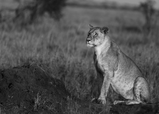 Princess Lioness, Serengeti National Park, 2018